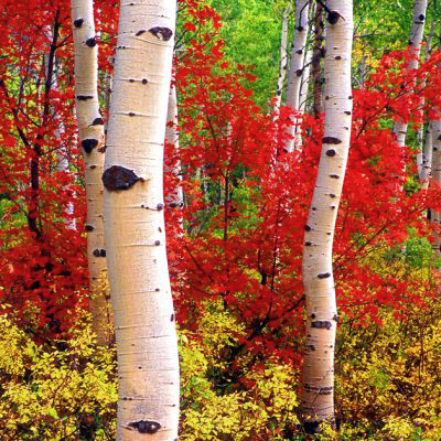 Zoom oil painting project